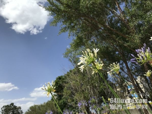 多伦多大学留学学费一年多少钱
