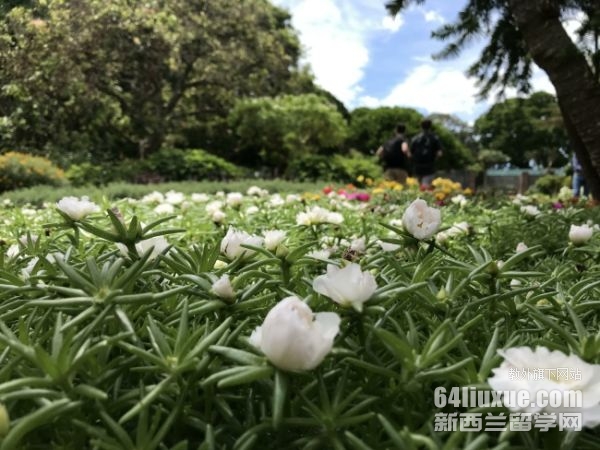 多伦多大学本科报考条件